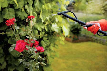 Spraying Roses in preparation for Spring