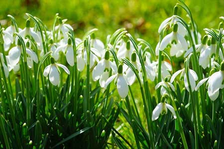 Snowdrop bulb planting