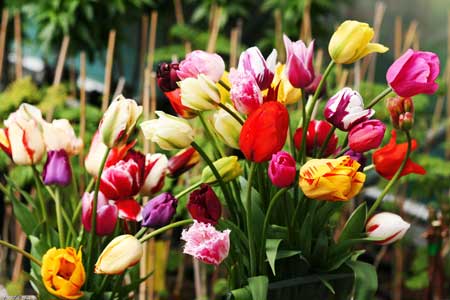 Tulips planting