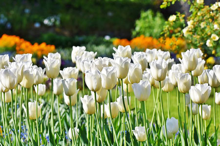 Tulips in field