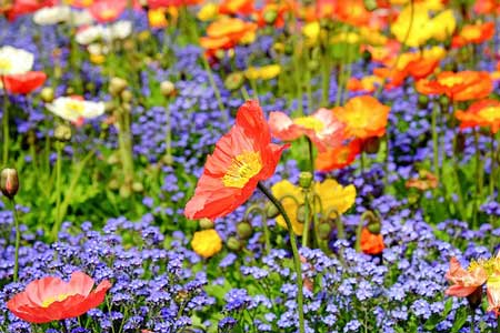 Poppy field