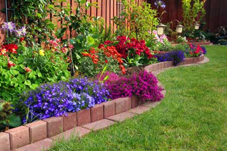 annuals flowering plants