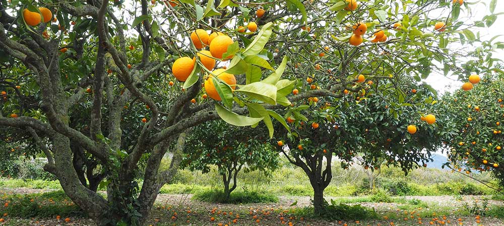 Orange Grove