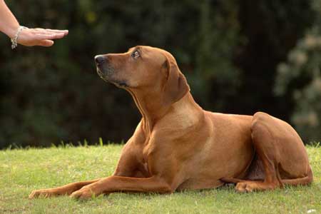 Dog Command to Stay