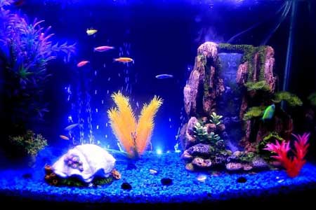 Aquarium Fish Tank