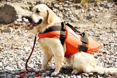 Dog life jacket