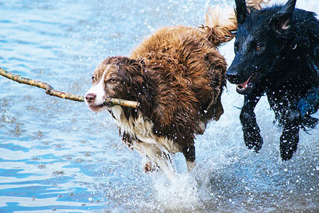 Dogs exercising