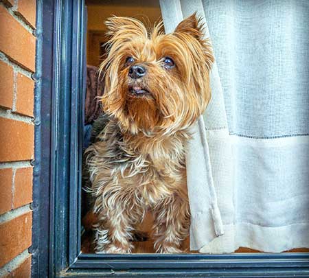 Dog waiting at door