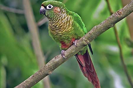 Maroon Bellied Belly Parakeet