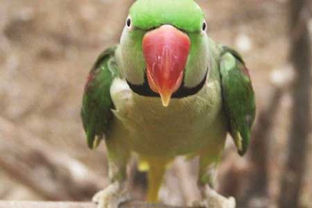 Alexandrine Parakeet