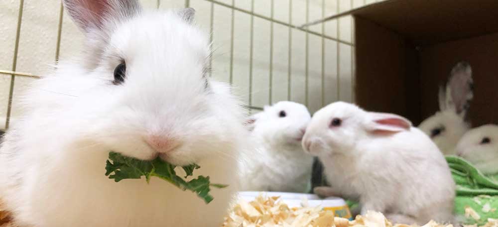 Pair of rabbits in hutch