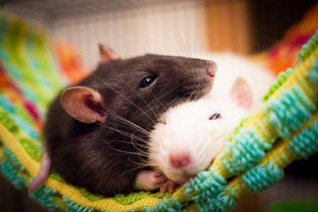 Rat pair