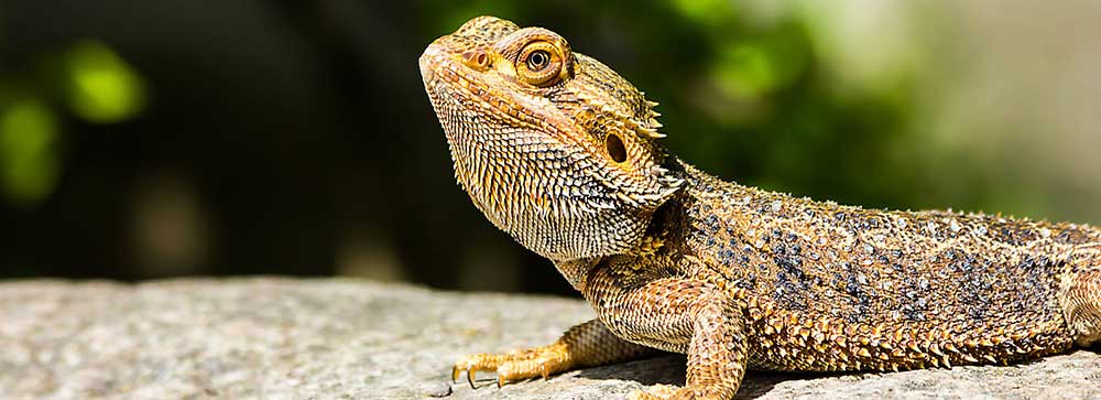 Bearded Dragon