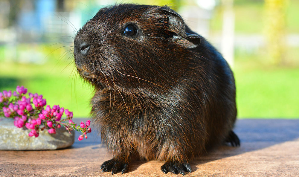 Guinea pig